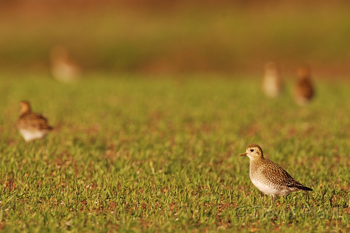Golden plover - E.jpg - Golden plovers in an arable field - Norfolk